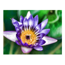 Water colour lily postcards