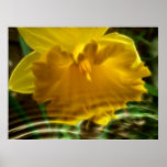 Water daffodil poster