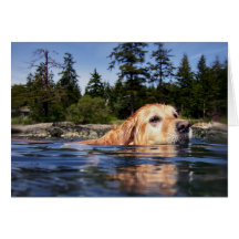 Water Dog - Cards