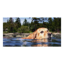 Water Dog - Photo Card