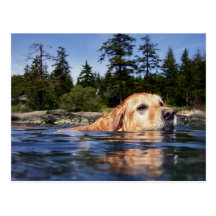 Water Dog - Postcard