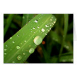 water drop on leaves greeting cards