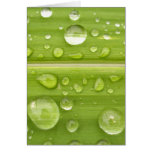 water drop on leaves greeting card