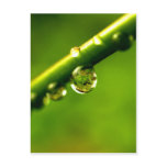 water drop on leaves postcards
