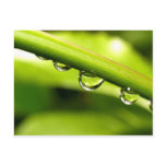 water drop on leaves postcard