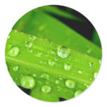 water drop on leaves round sticker