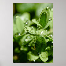 Water Droplets II Print