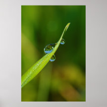 Water Droplets on a Green Blade of Grass Poster