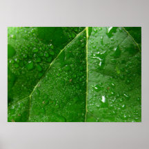 Water Droplets on a Leaf Poster