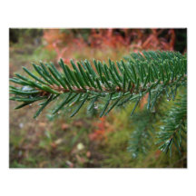 Water Droplets on Spruce Bough Photo