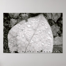 Water Droplets Print