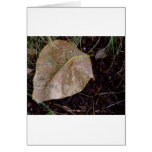 Water Drops Leaf 3 Card