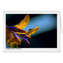 Water Drops On Petals Greeting Cards