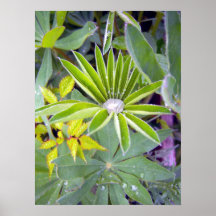 Water Filled Lupine Leaves Poster