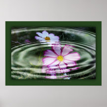 water flora poster