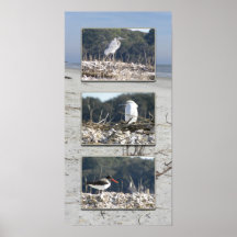Water fowl triptych poster
