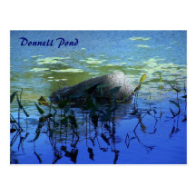 Water Garden - Donnell Pond Post Card