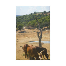 Water hole. canvas print