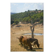 Water Hole