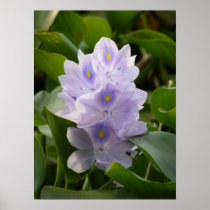 Water Hyacinth Poster
