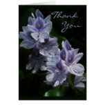 Water Hyacinths Thank You Note Card