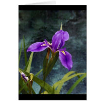Water Iris Greeting Card