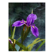 Water Iris Postcard