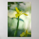 Water Iris Poster