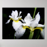 Water Iris's after a rain Poster posters