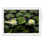 Water Lilies Cards