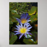 Water Lilies Framed Print