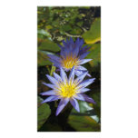 Water Lilies Photo Card