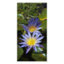 Water Lilies Photo Card