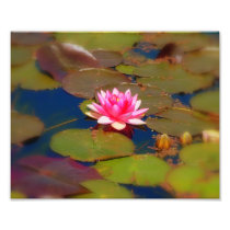 "Water Lillies" Photo Print