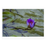 Water Lilly 2 Post Card