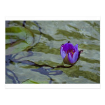 Water Lilly 2 Post Card