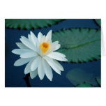 Water Lilly Card