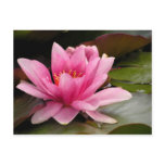Water Lilly Card postcards