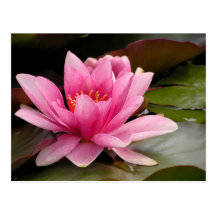 Water Lilly Card Postcard
