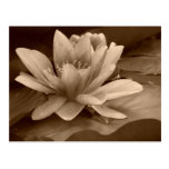 Water Lilly Card Postcards