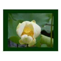 water lilly flower post cards