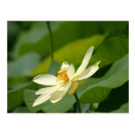 Water lilly flower postcard