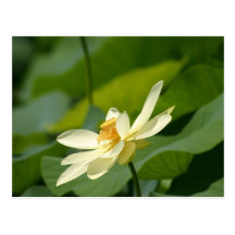 Water lilly flower postcard