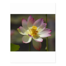 Water Lilly Flowers Postcard