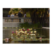 Water Lilly Lillies Flowers Post Cards