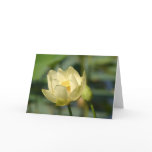 Water Lilly Lotus cards