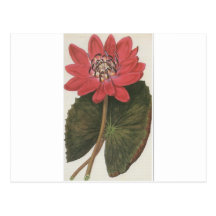 Water lilly Nymphaea Rubea Post Card