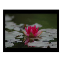 Water Lilly Post Card