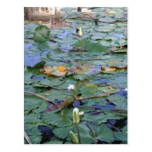 Water  Lilly Post Card