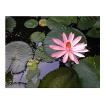 water lilly post cards